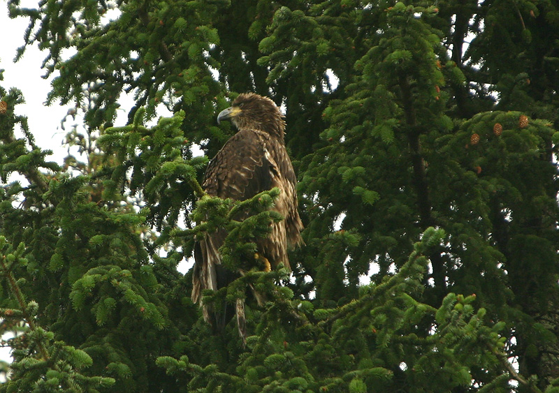 Immature Bald Eagle