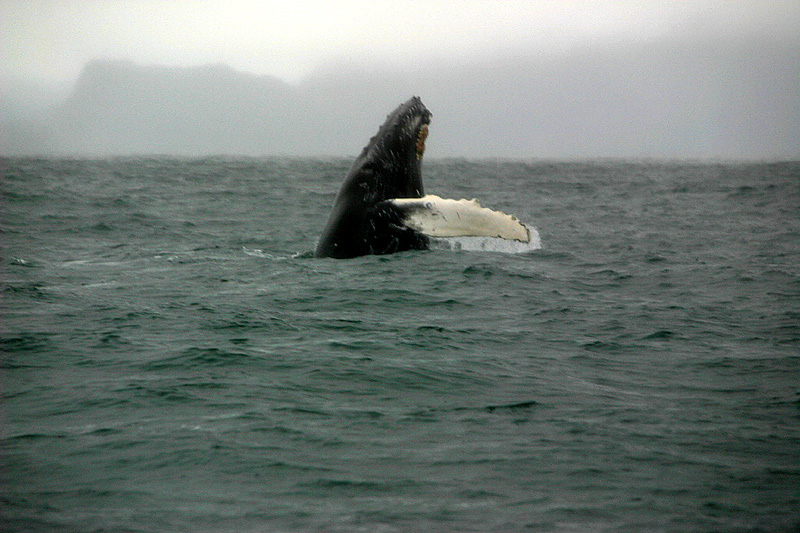 Humpback whale