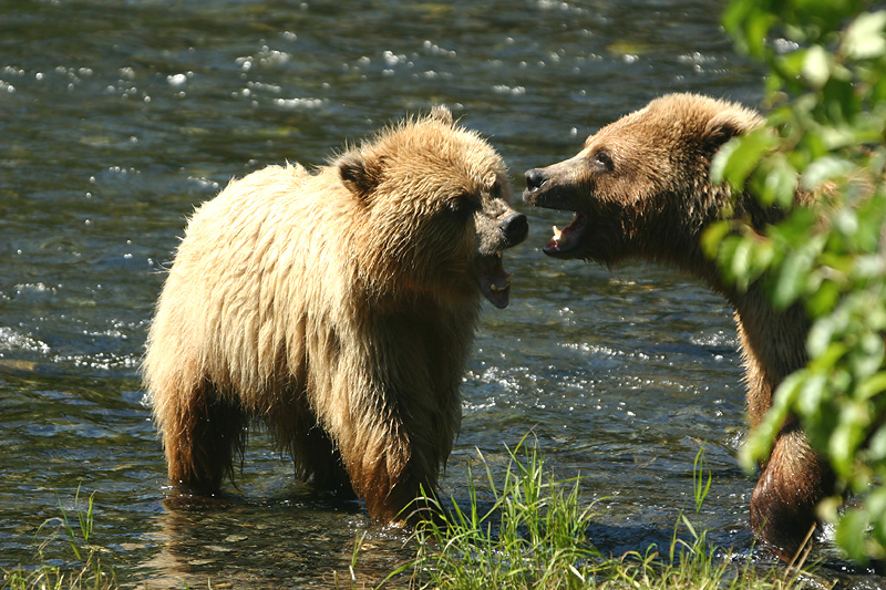 Playing griz cubs