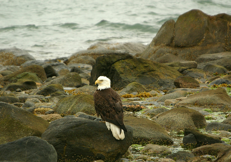 Bald Eagle