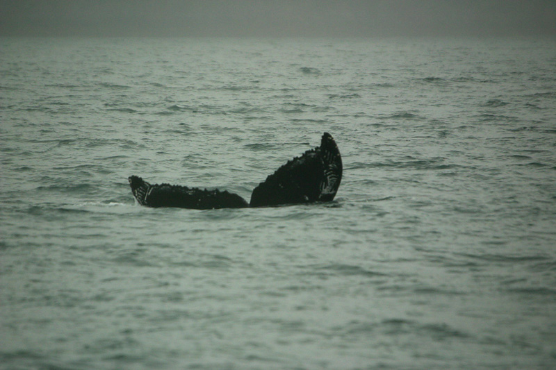 Humpback Whale