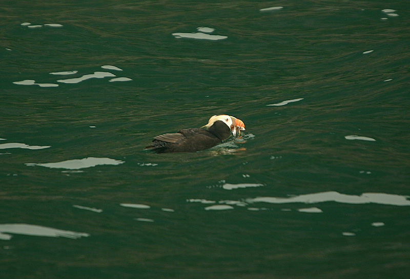 Tufted Puffin
