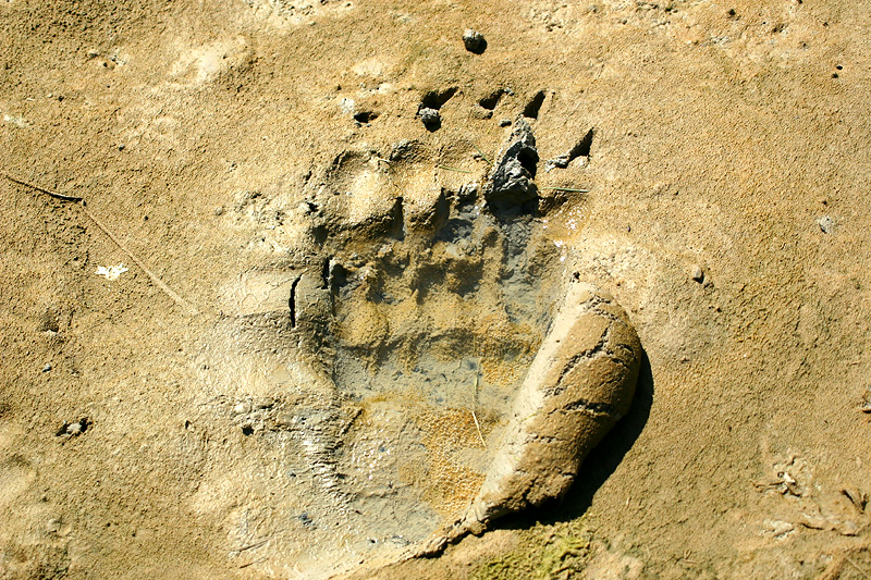 Grizzly track