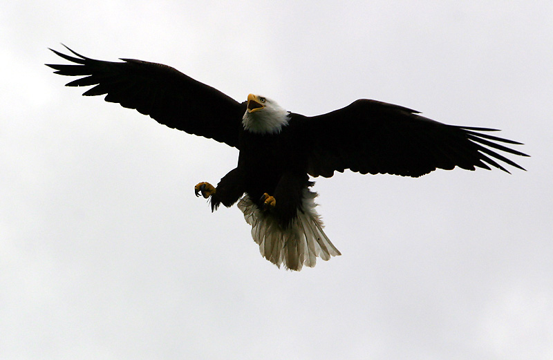Coming in for landing