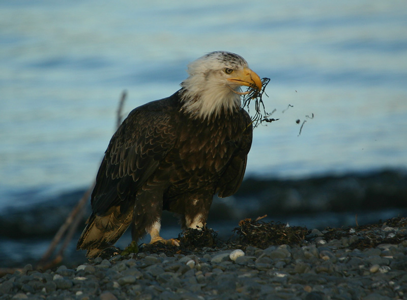 Grabbing some nest material