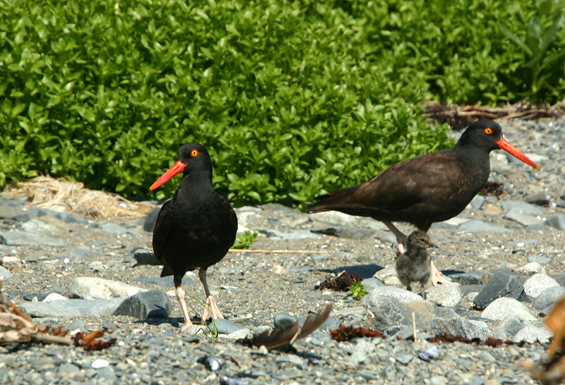 Oystercatchers with chick