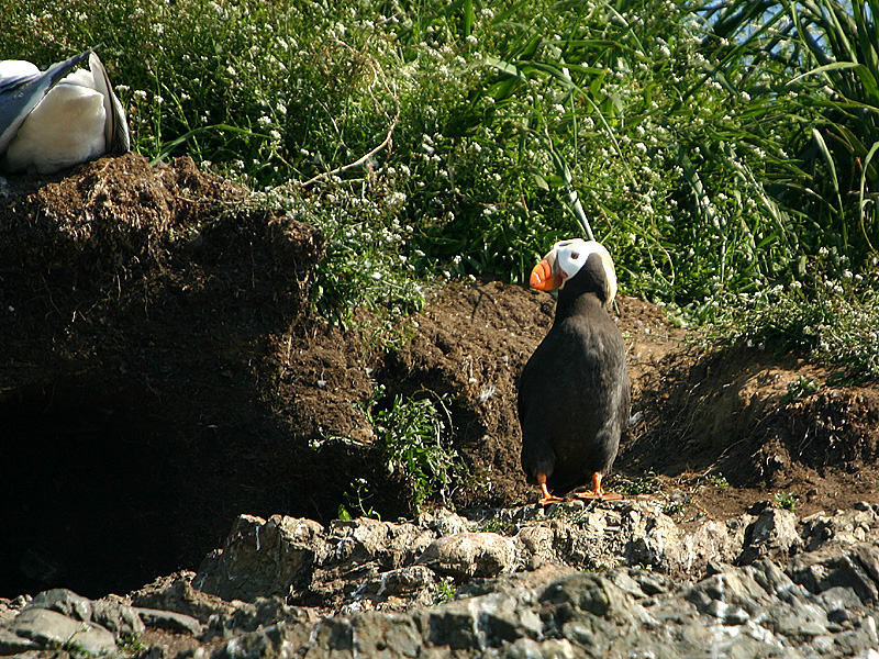 Puffin in front of burrow