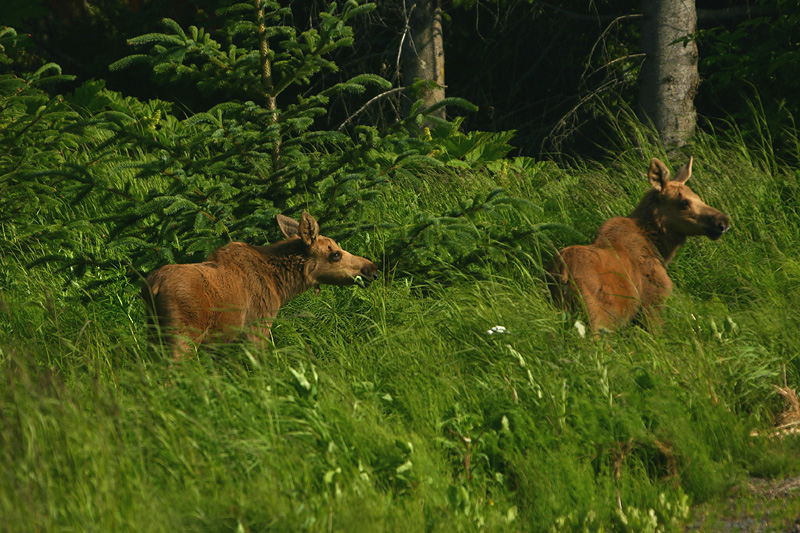 Moose twins