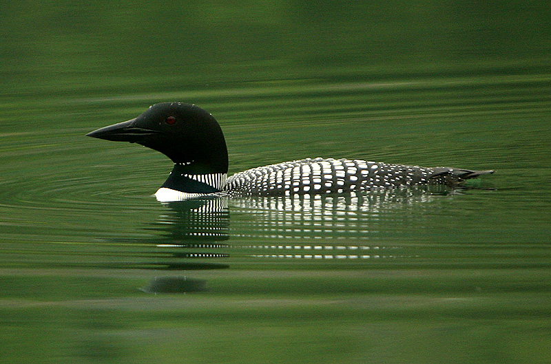 Common Loon