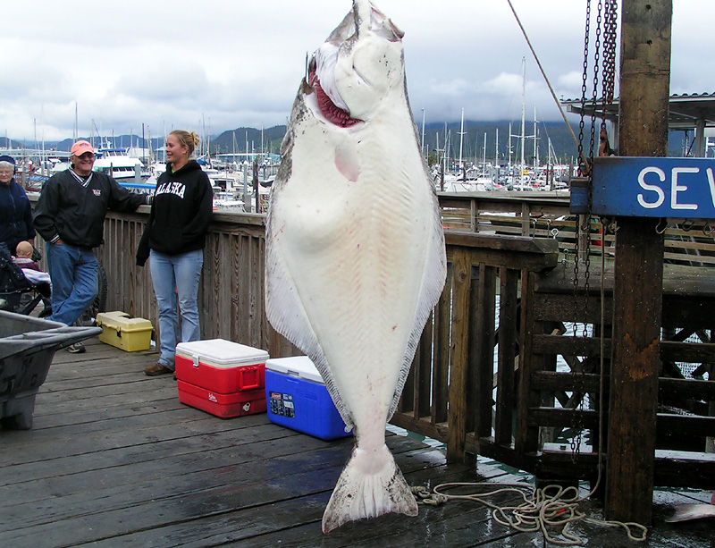 Halibut
