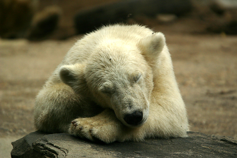 Time for a nap