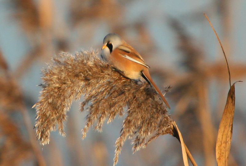 Bearded Tit