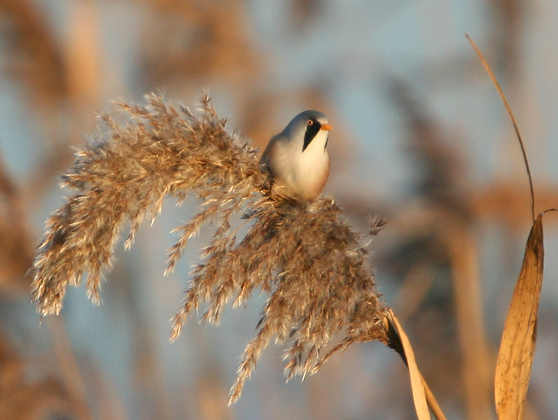 Bearded Tit