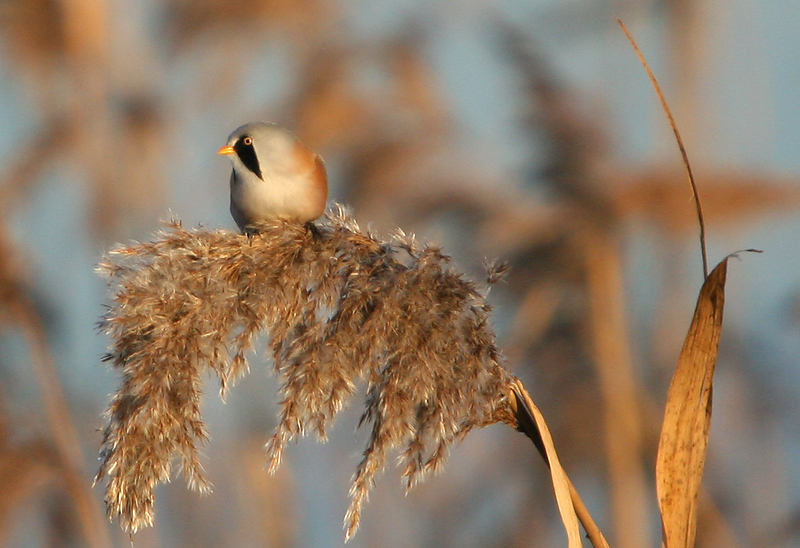 Bearded Tit
