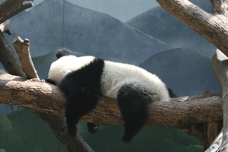 Pooped out!