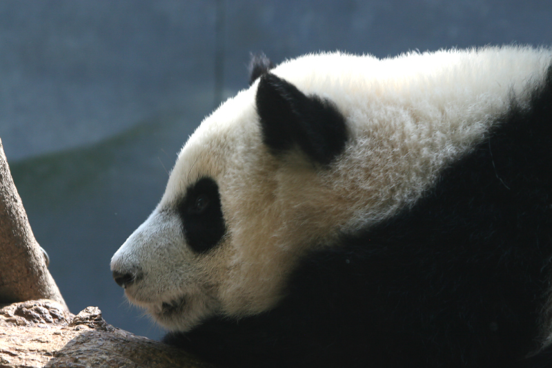 Mei Lan