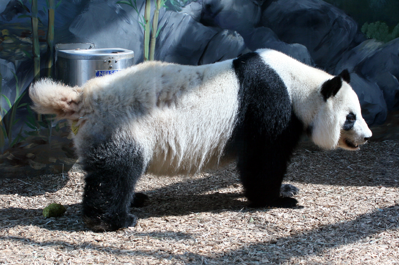 Lun Lun