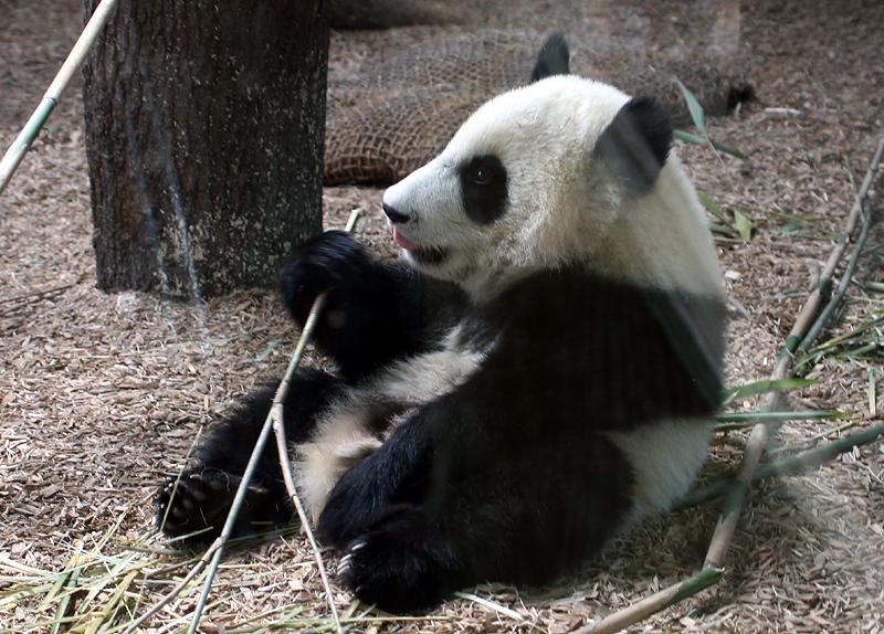 Mei Lan