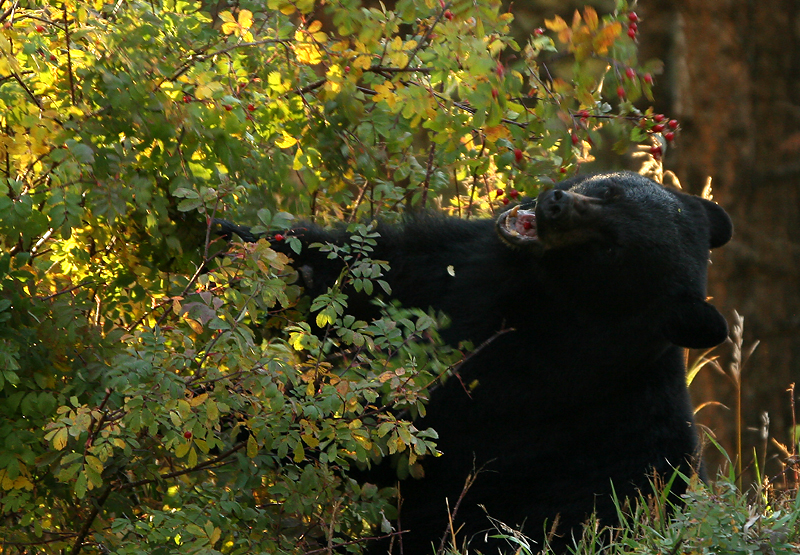 Munching on berries