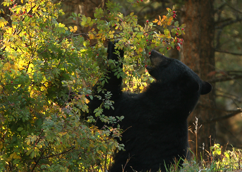 Munching on berries
