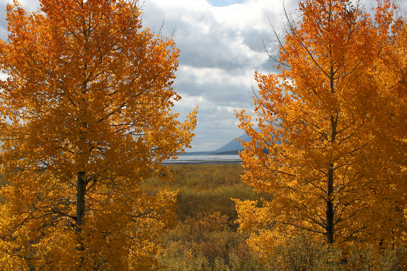 Fall colors - Grand Teton