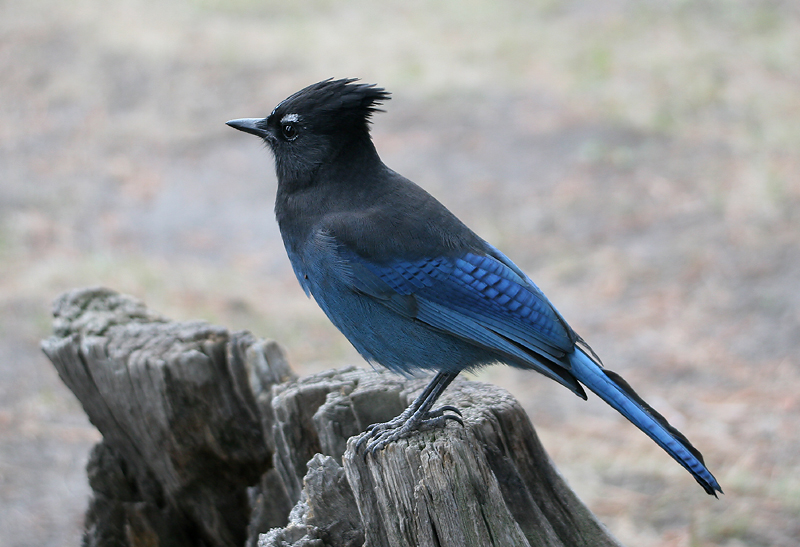 Stellers Jay