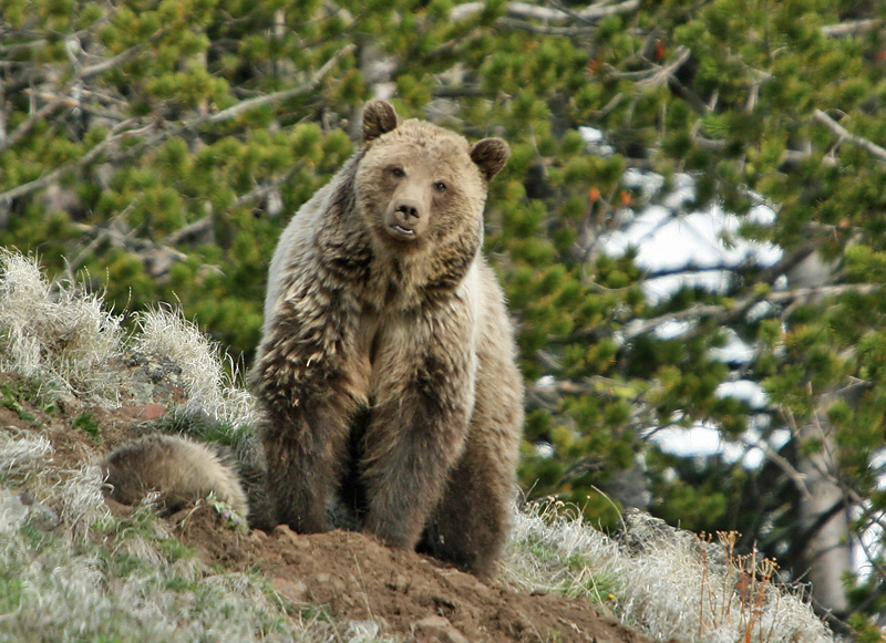 Grizzly mom and cub