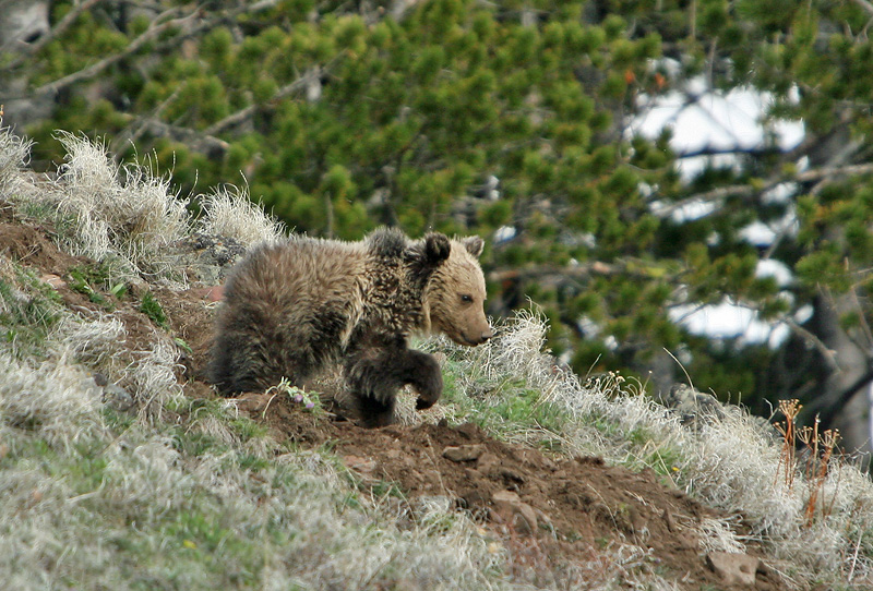 Grizzly cub