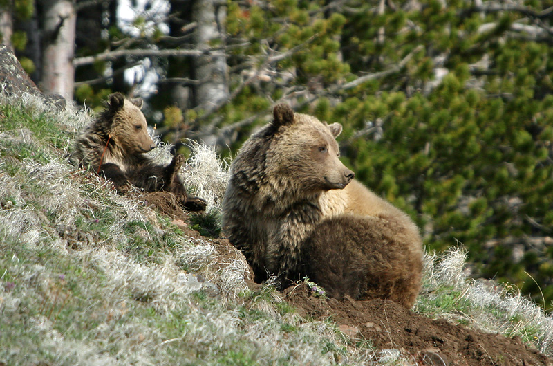 Grizzly mom and cub