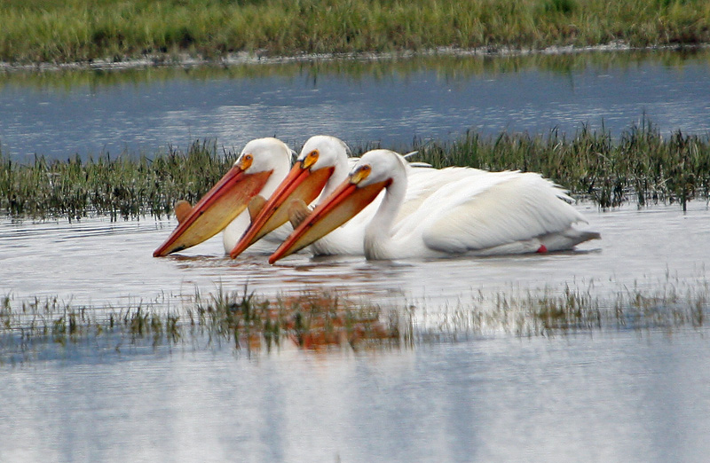 Pelicans