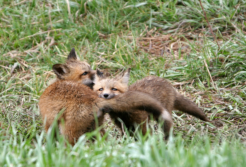 Playing fox kits