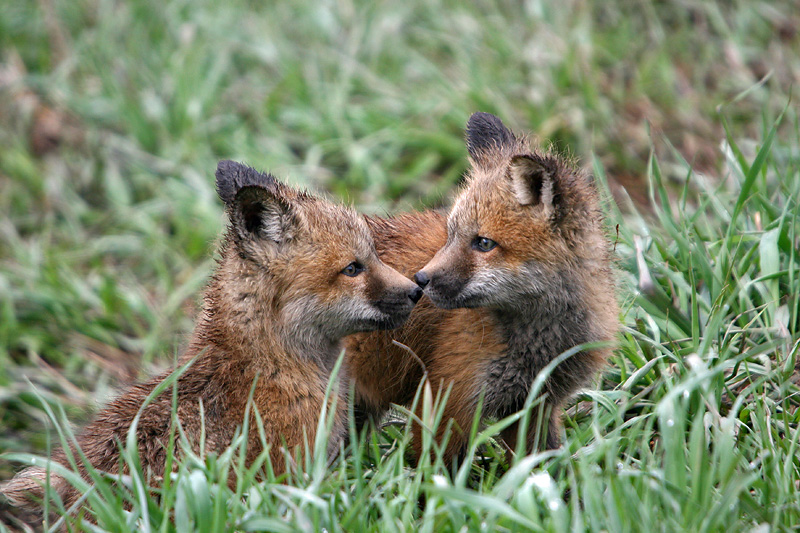 Fox kits