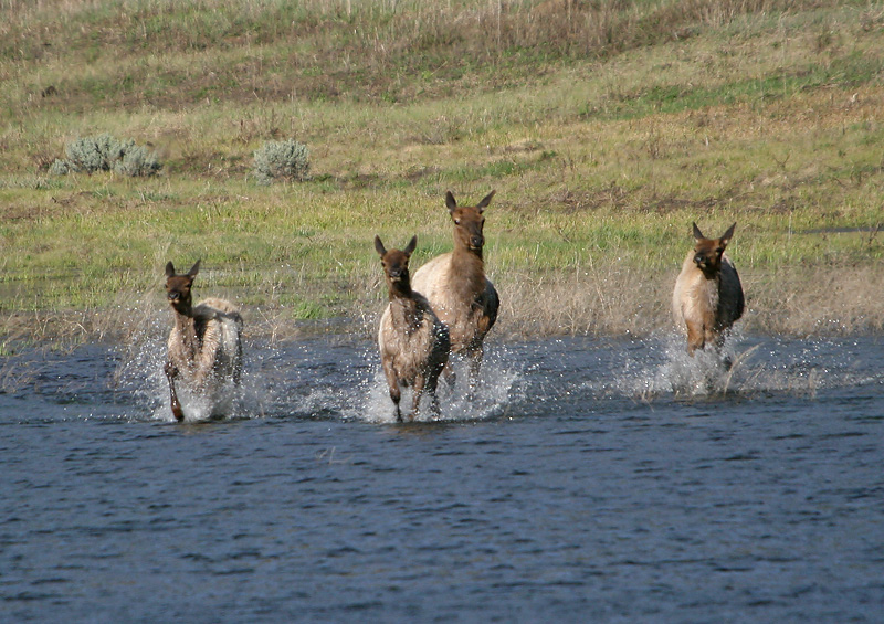 Goofy elk