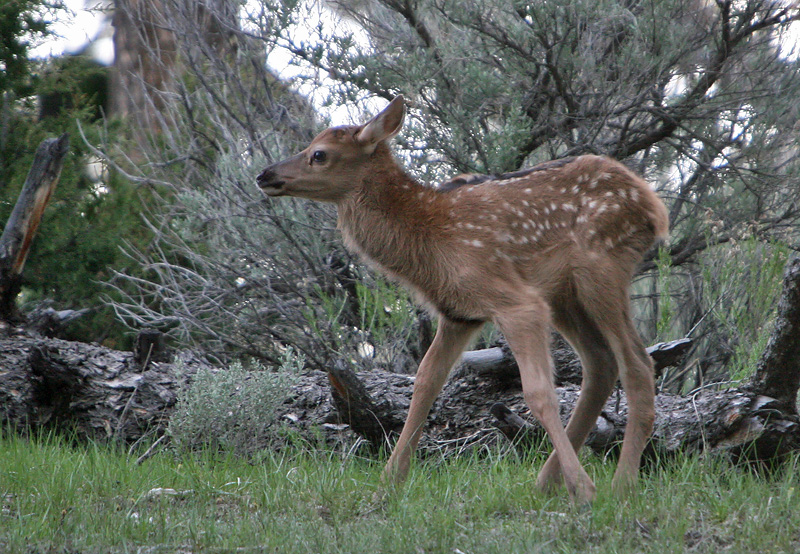 Newborn elk calf