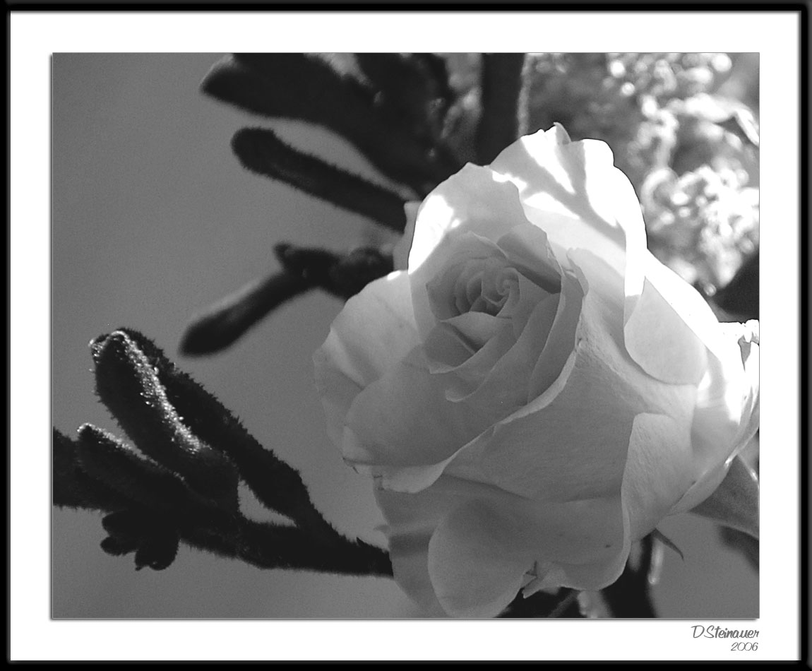 ds20060409_0141a3wF Yellow Rose.jpg