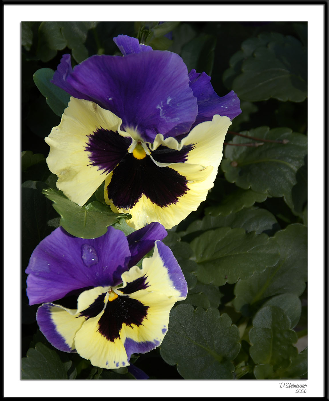 ds20060409_0061a1wF Pansy.jpg