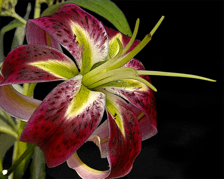 ds20060803_0036a4 Red Lilly.jpg
