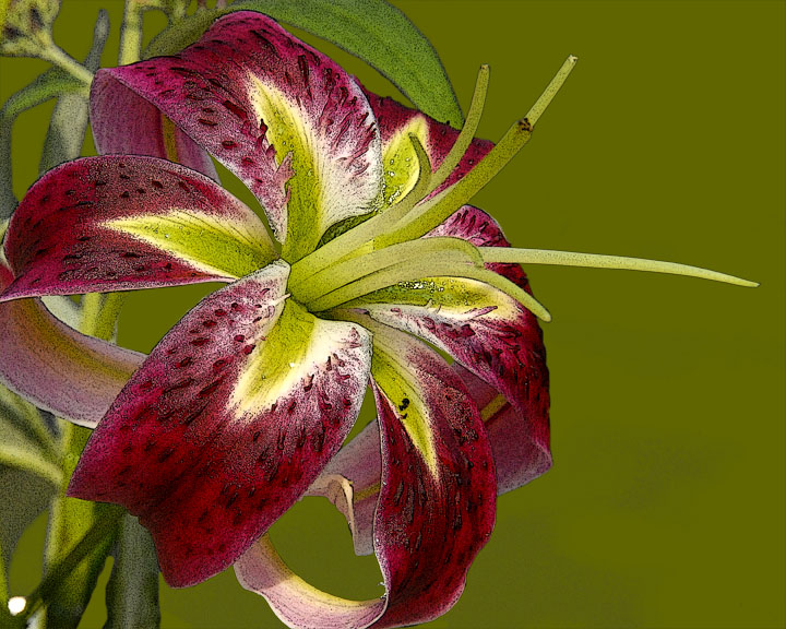 ds20060803_0036a5 Red Lilly.jpg