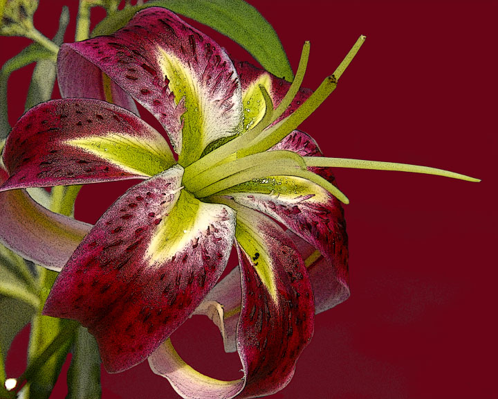 ds20060803_0036a7 Red Lilly.jpg