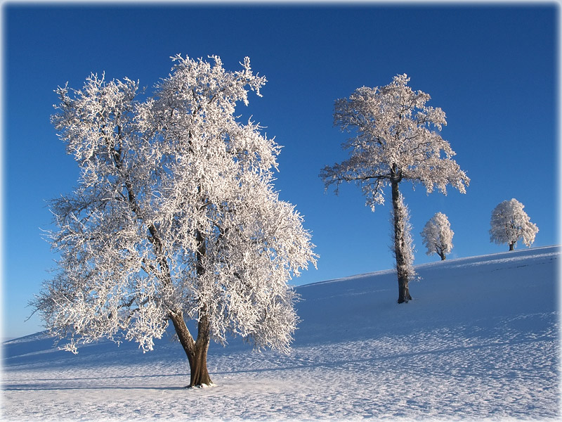 wintery trees / Bume im Winter