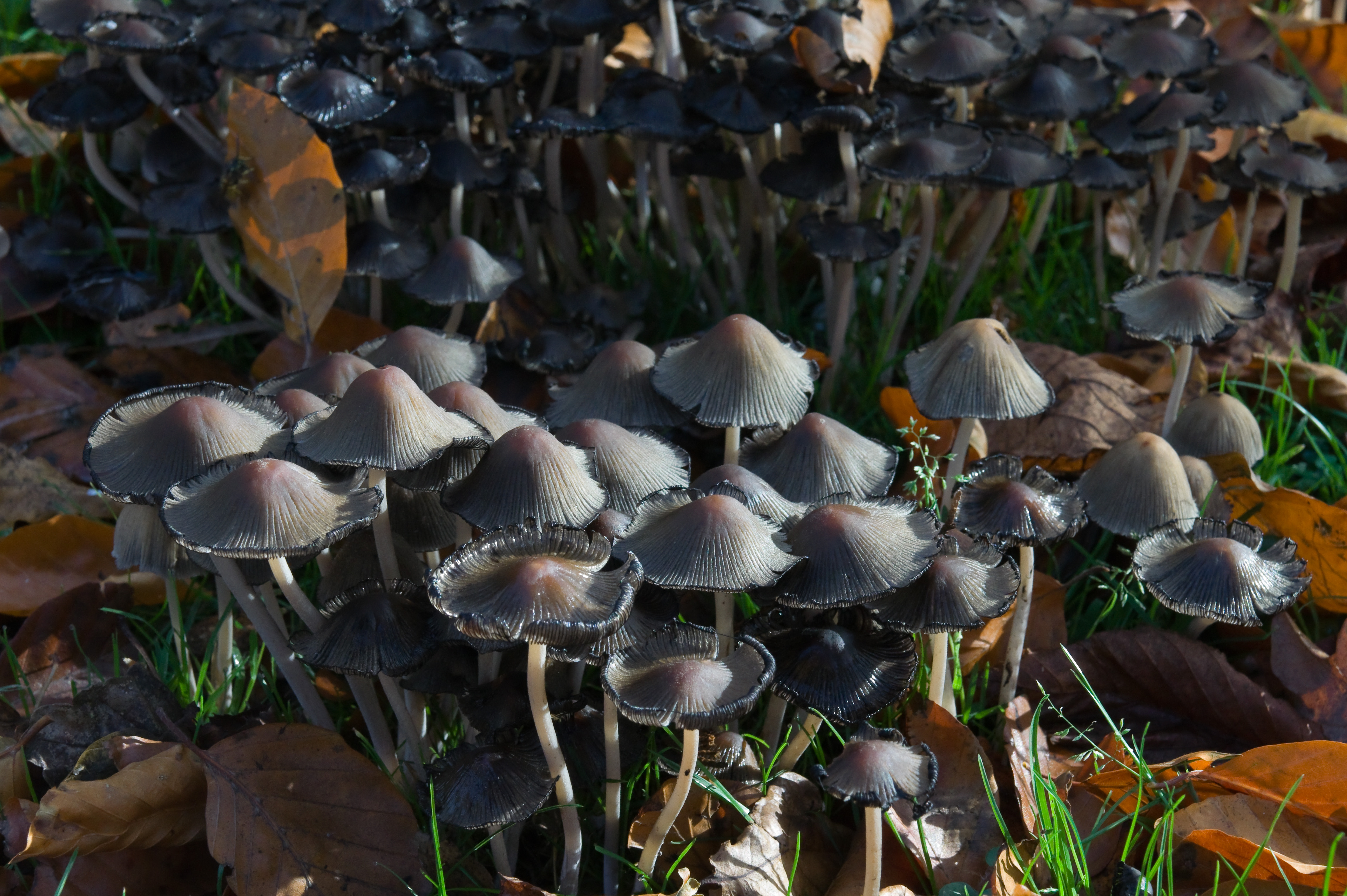 fungus-autoiso-1600-dngACR.jpg