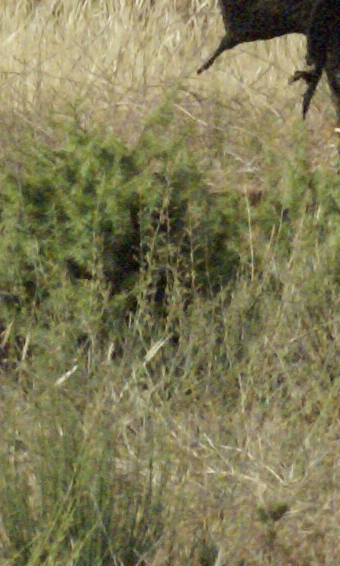 detail1600.jpg