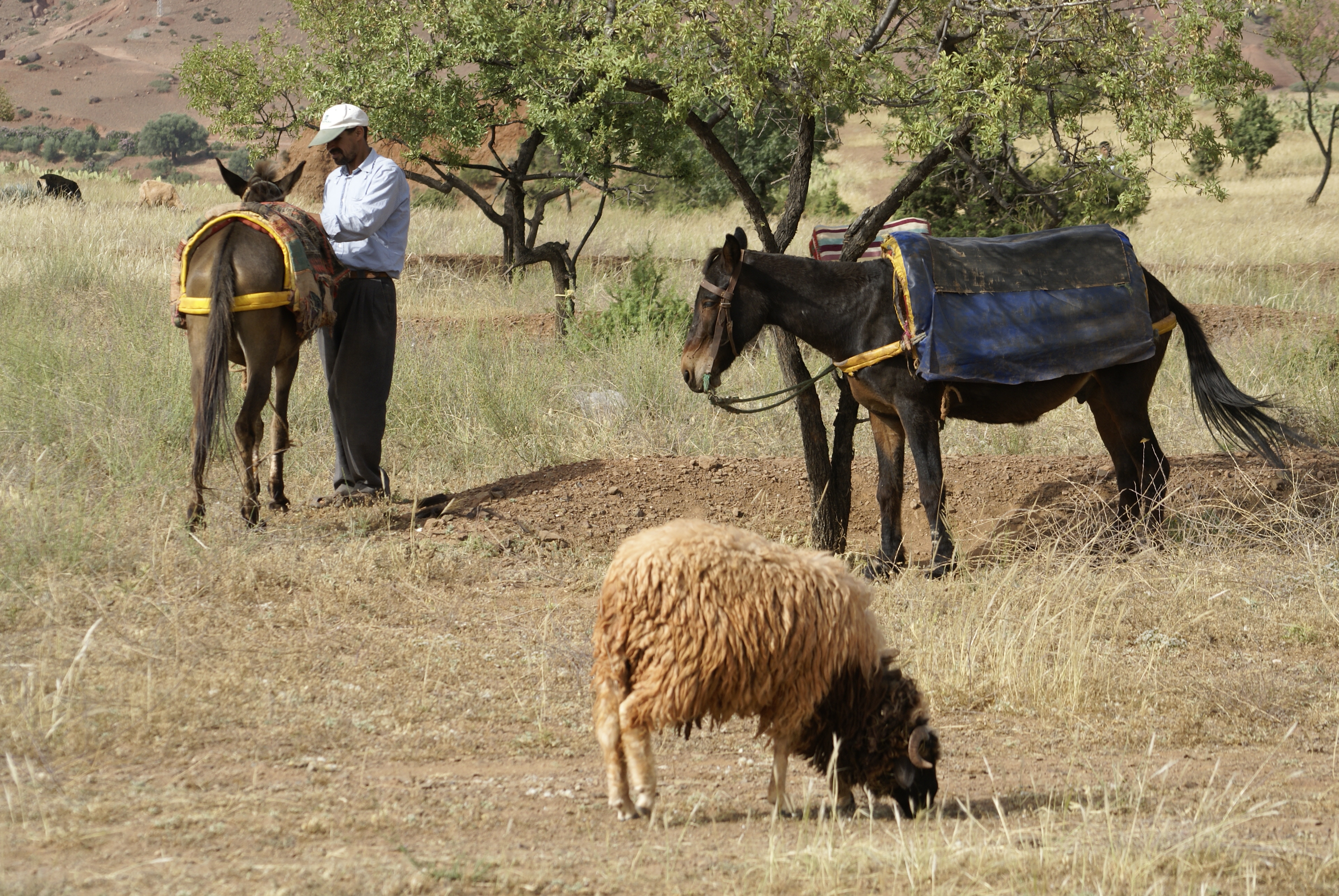 aRGB 75-300mm focus on mule.JPG