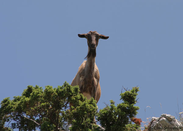 11 July 2005 - The goats look