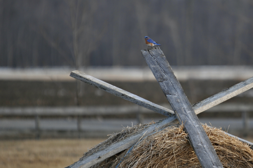 MERLE BLEU DE LEST / Eastern bluebird