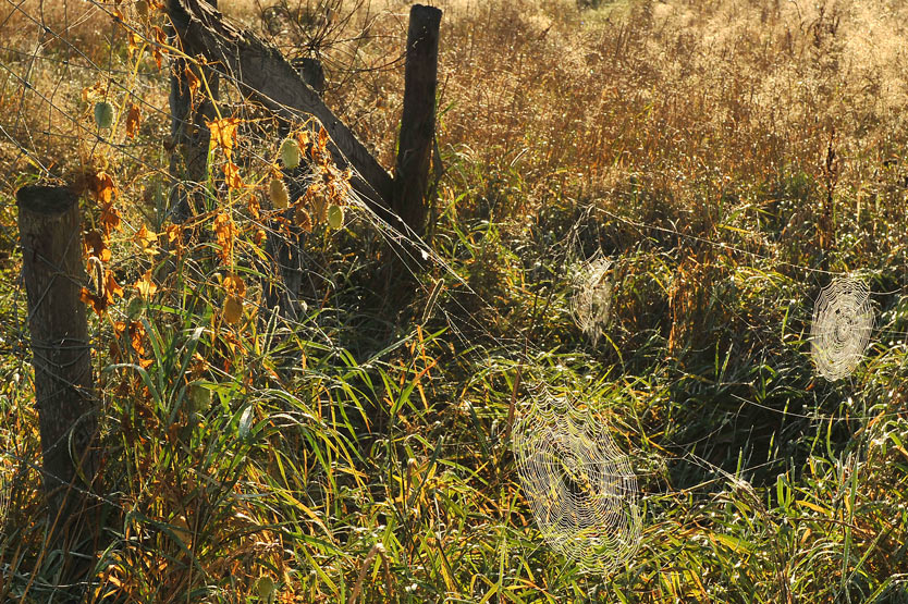 Web / Filets / Toile
