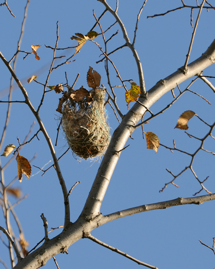 Nid dOriole du Nord /  Northern Oriole nest