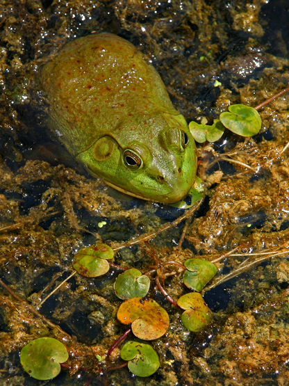OUAOUARON  /  BULLFROG
