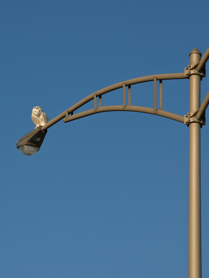 HARFANG DES NEIGES (FEMELLE) /  SNOWY OWL  (10/01/2006)