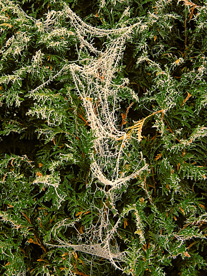 CASCADE SOYEUSE